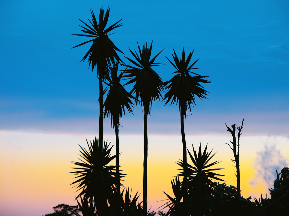 Costa - Wall Art – Budds Beach House
